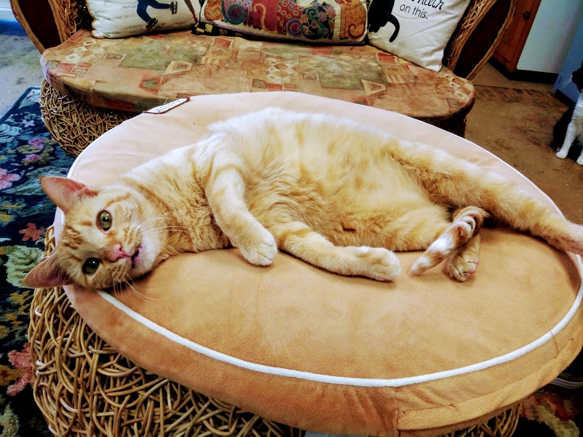 Cat Laying on its bed