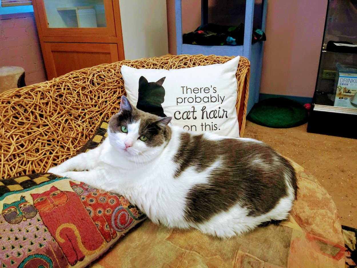 Cat laying on couch